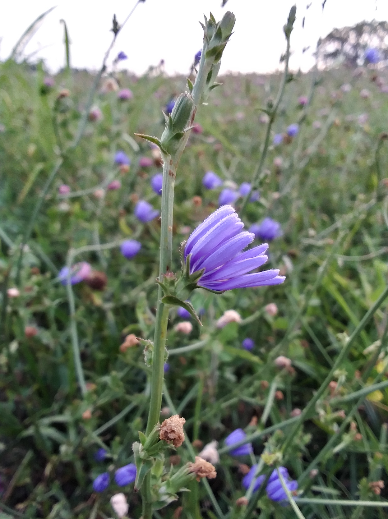 Chicory Bloom Morning